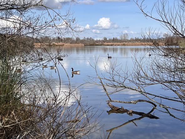 Winter light on Lake Waikare with waterfowl among bare branches