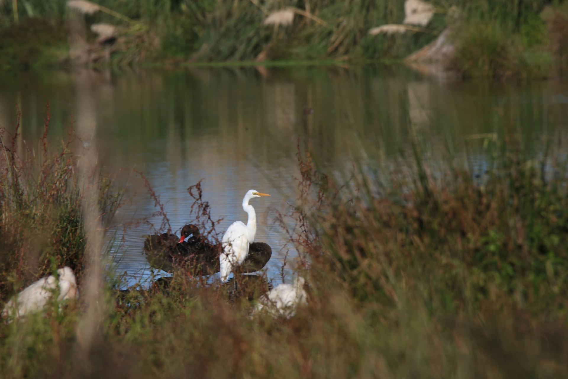 A white heron and black swan among wetland reeds