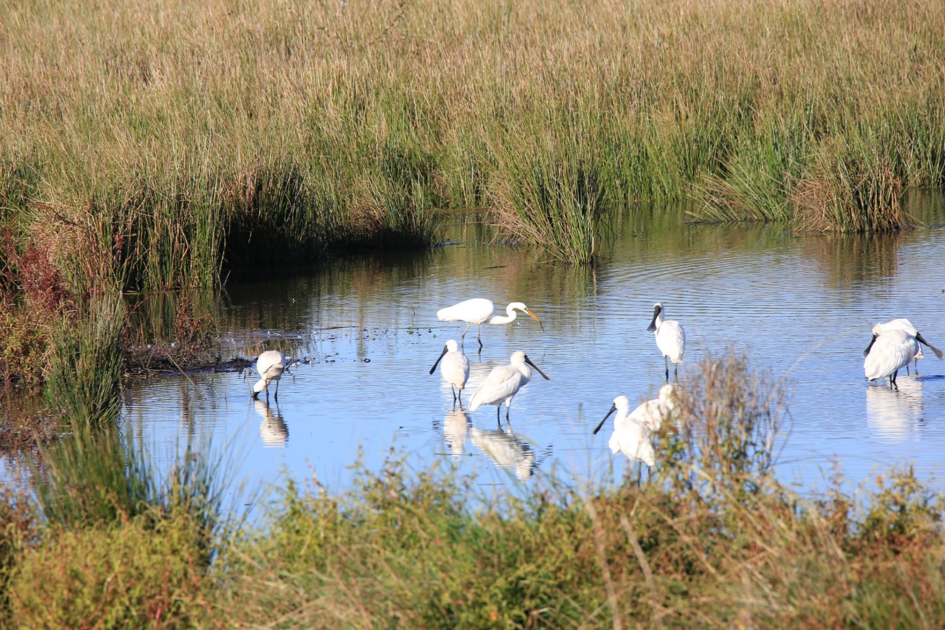 Royal spoonbills and a white heron feeding in shallow wetland water