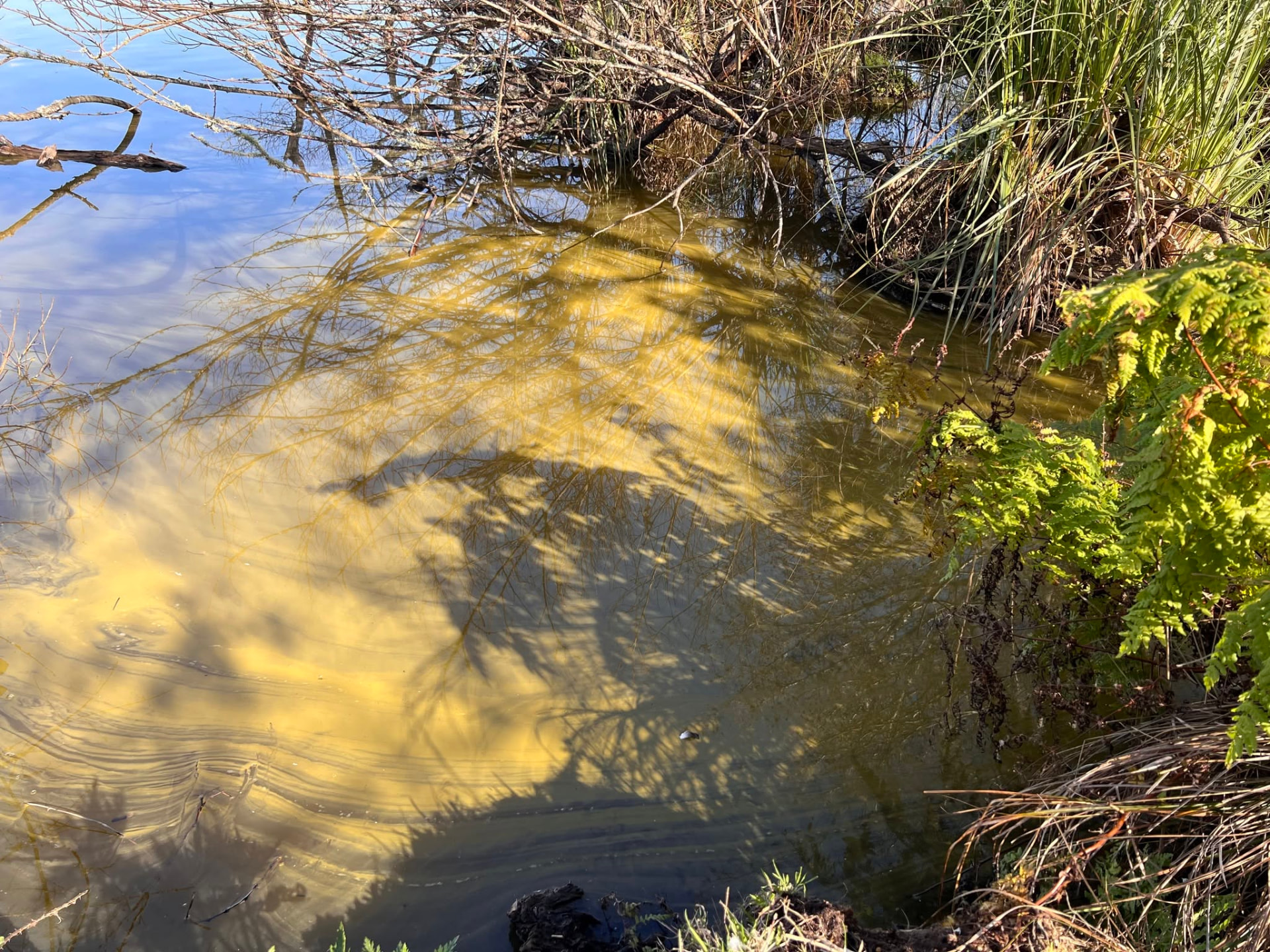 Murky, sediment-laden water at the lake edge