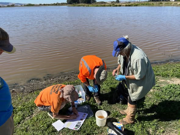 Volunteers testing water at the edge of Lake Waikare