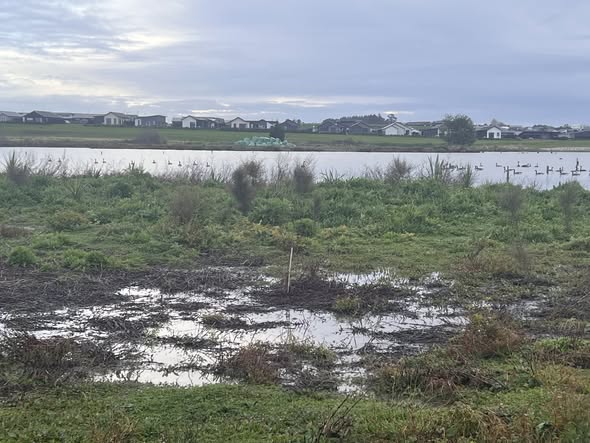 Restoration planting beside Lake Waikare