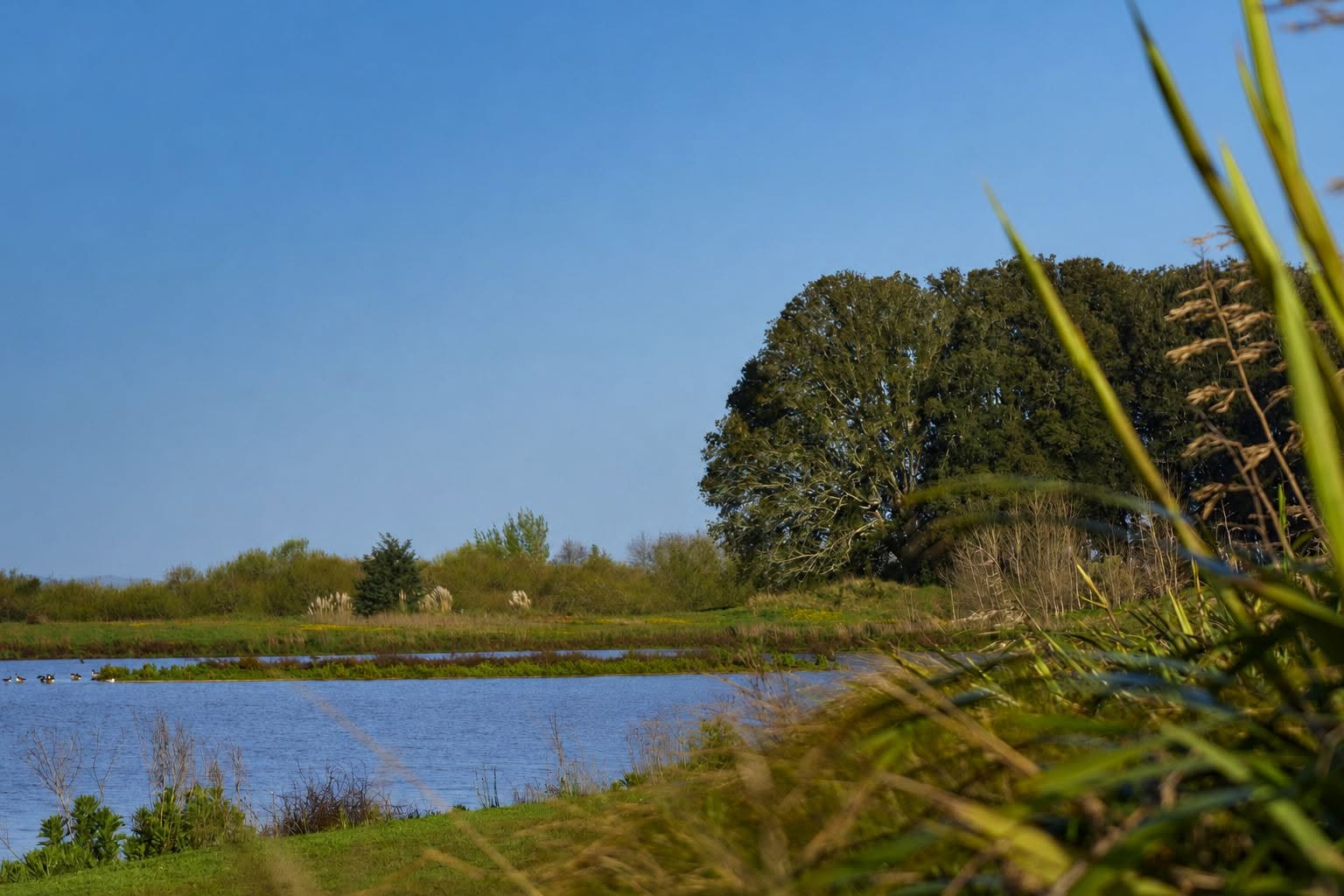 Flax and reeds framing the open water of Lake Waikare