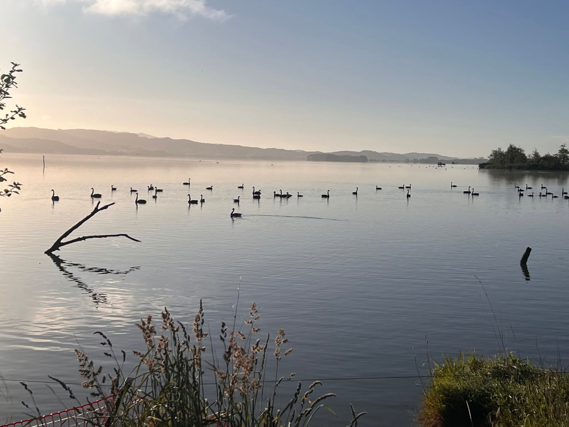 Black swans spread across the calm surface of Lake Waikare at dawn